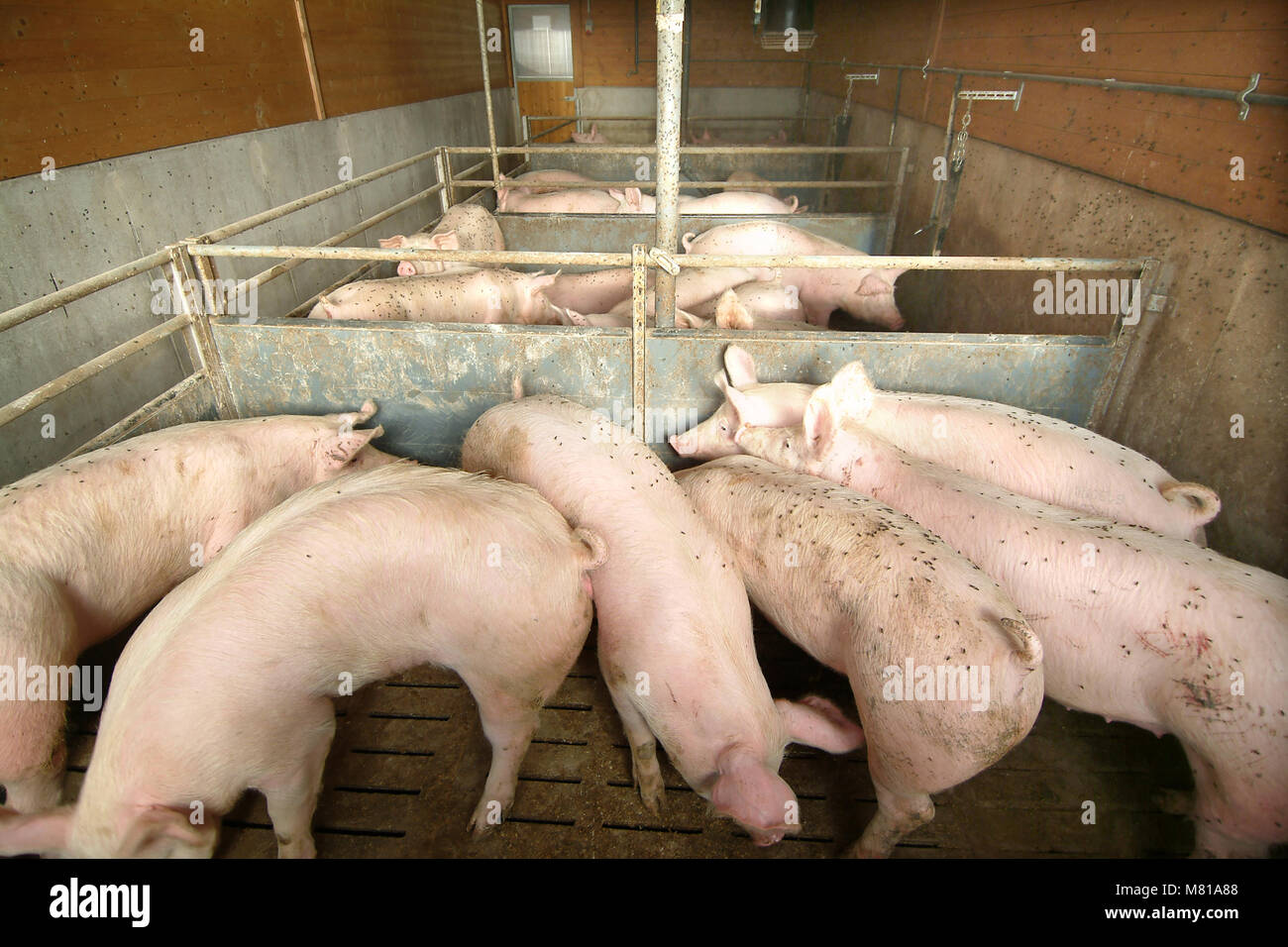 Flies on pigs 2 Stock Photo Alamy