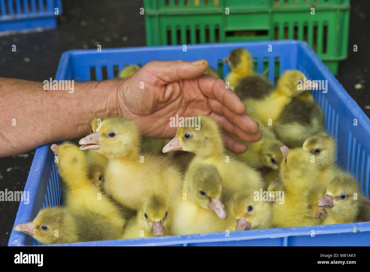 Geese chicks 4 Stock Photo Alamy