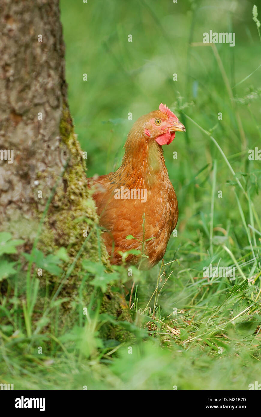 Hens on the meadow 20 Stock Photo