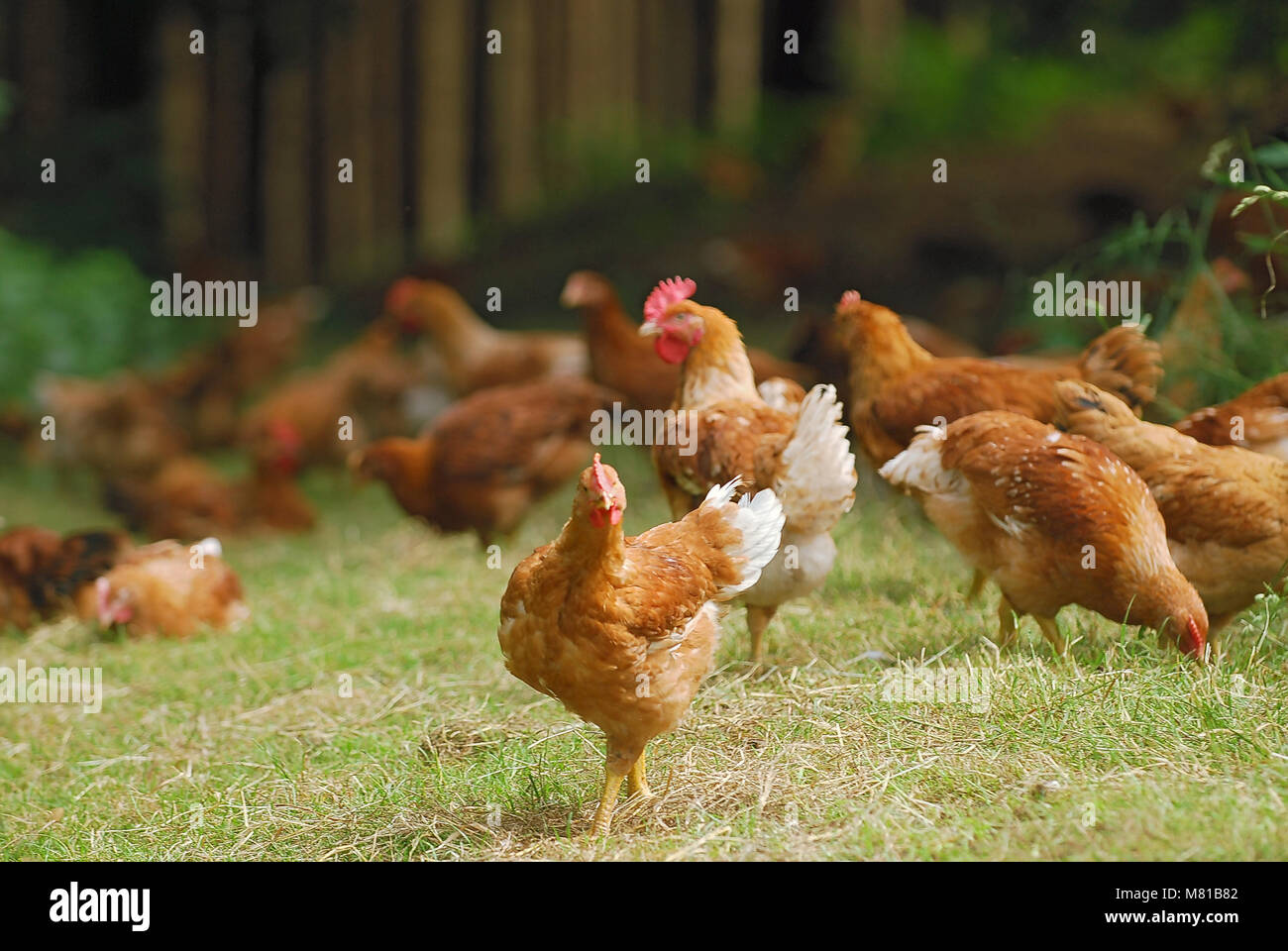 Hens on the meadow 26 Stock Photo - Alamy