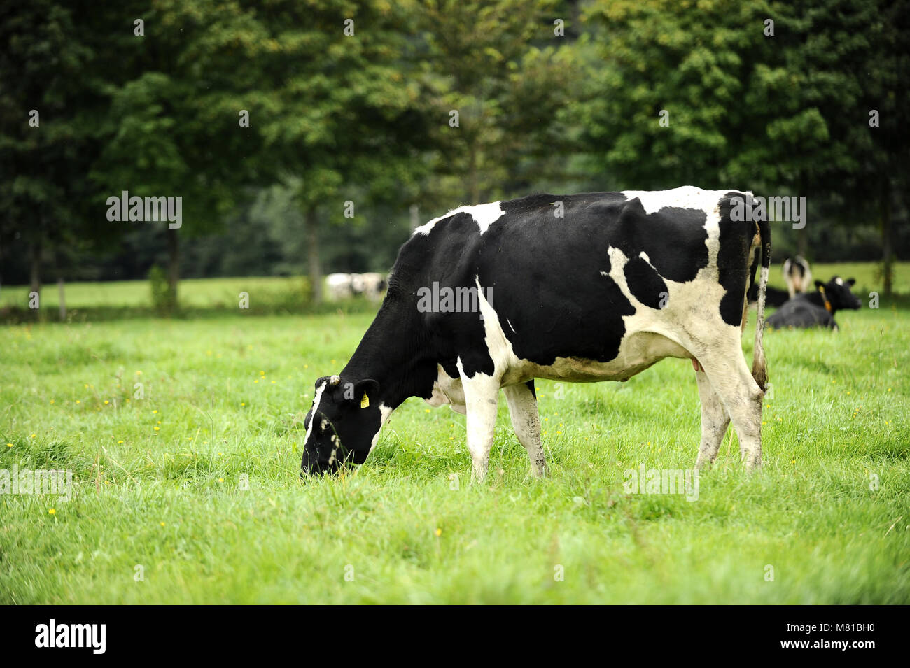 Holstein pasture 74 Stock Photo - Alamy