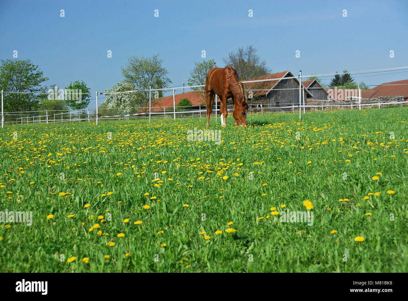 Turnout paddock hi-res stock photography and images - Alamy