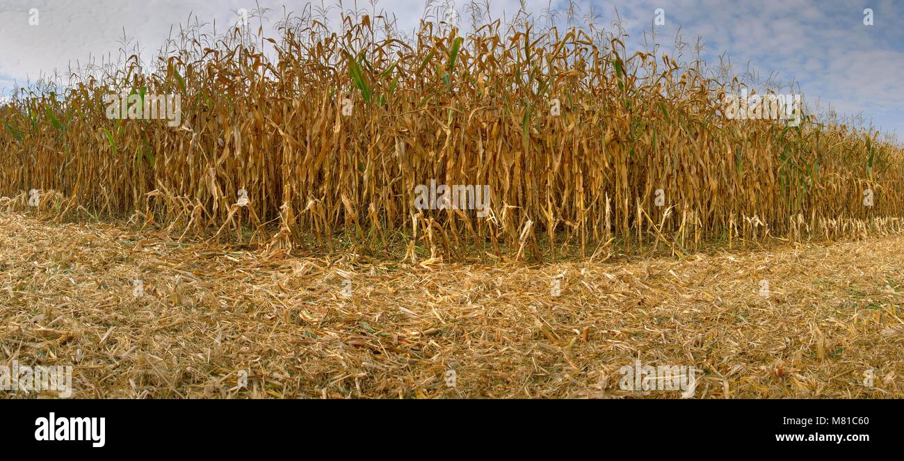 Maize harvest maturity Stock Photo Alamy