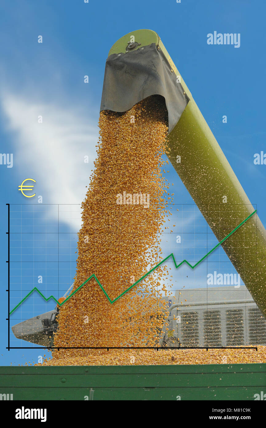 Maize price 2 Stock Photo Alamy