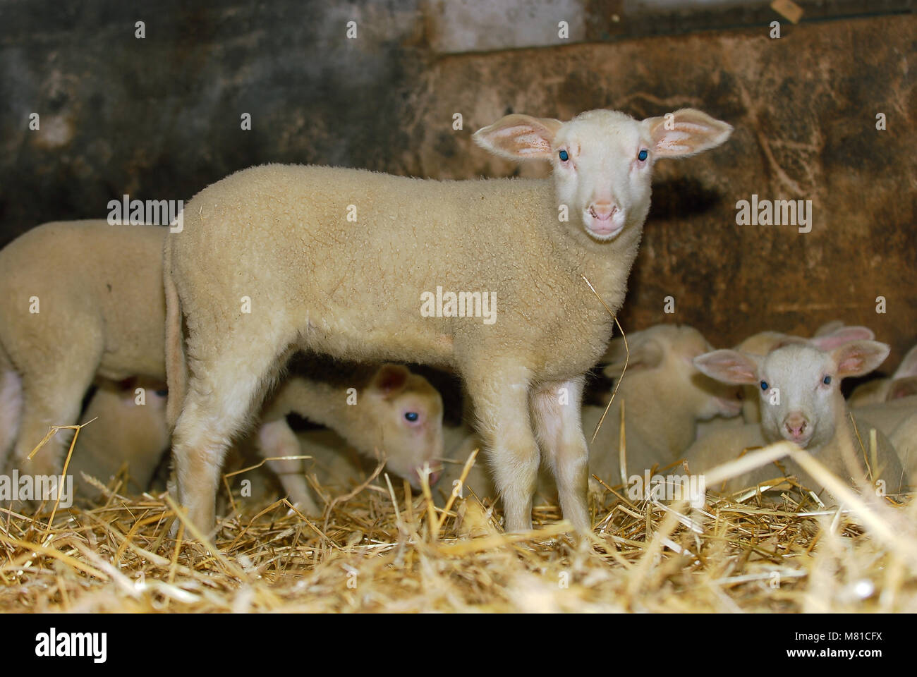 Milk sheep lambs 17 Stock Photo Alamy