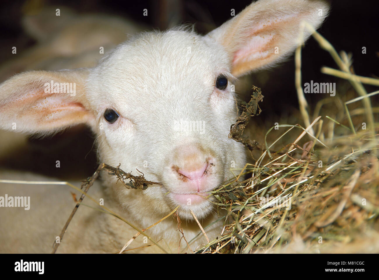 Milk sheep lambs 28 Stock Photo Alamy