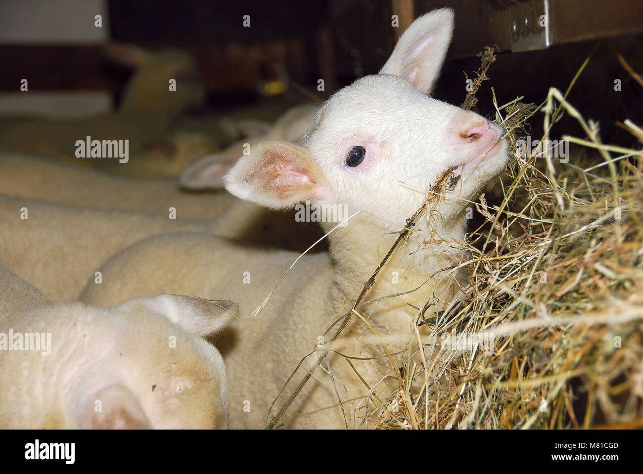 Milk sheep lambs 29 Stock Photo Alamy