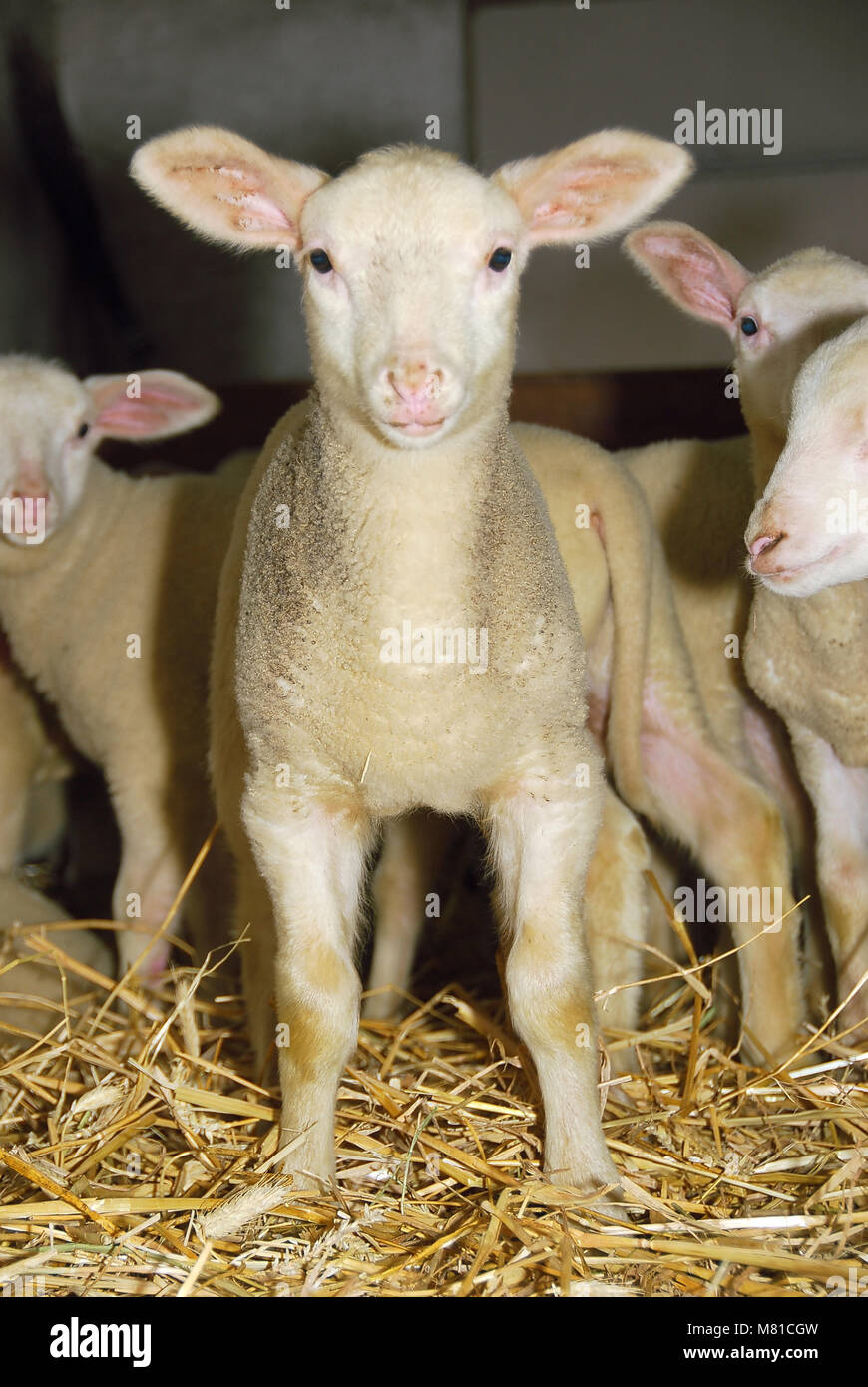 Milk sheep lambs 35 Stock Photo Alamy