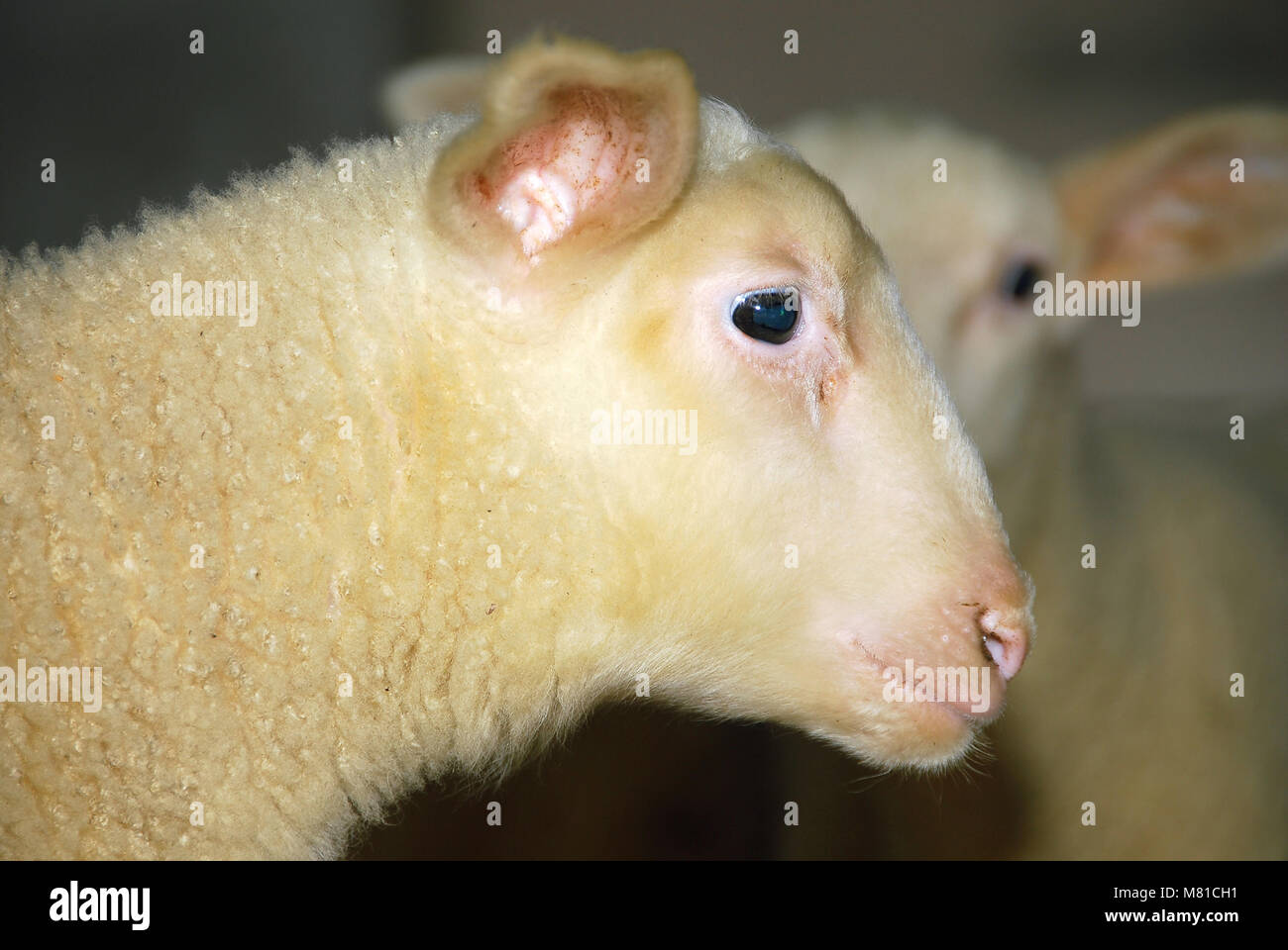 Milk sheep lambs 39 Stock Photo Alamy