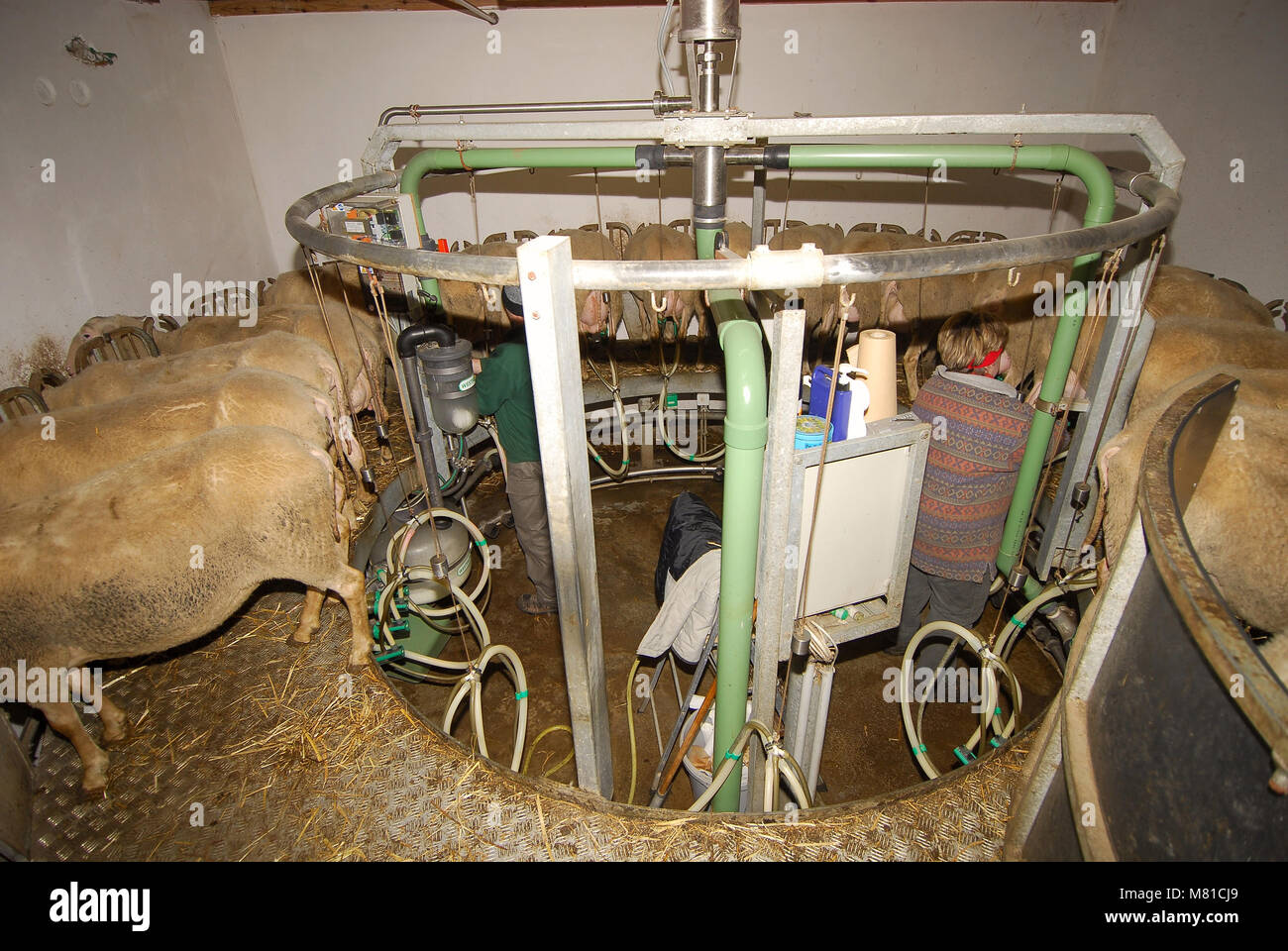 milking parlour 1 Stock Photo - Alamy