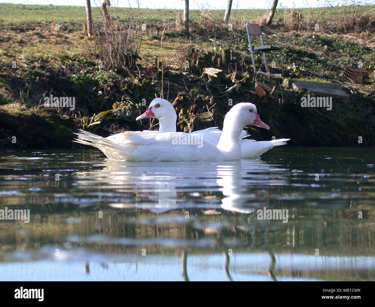 Muscovy duck 6 Stock Photo - Alamy