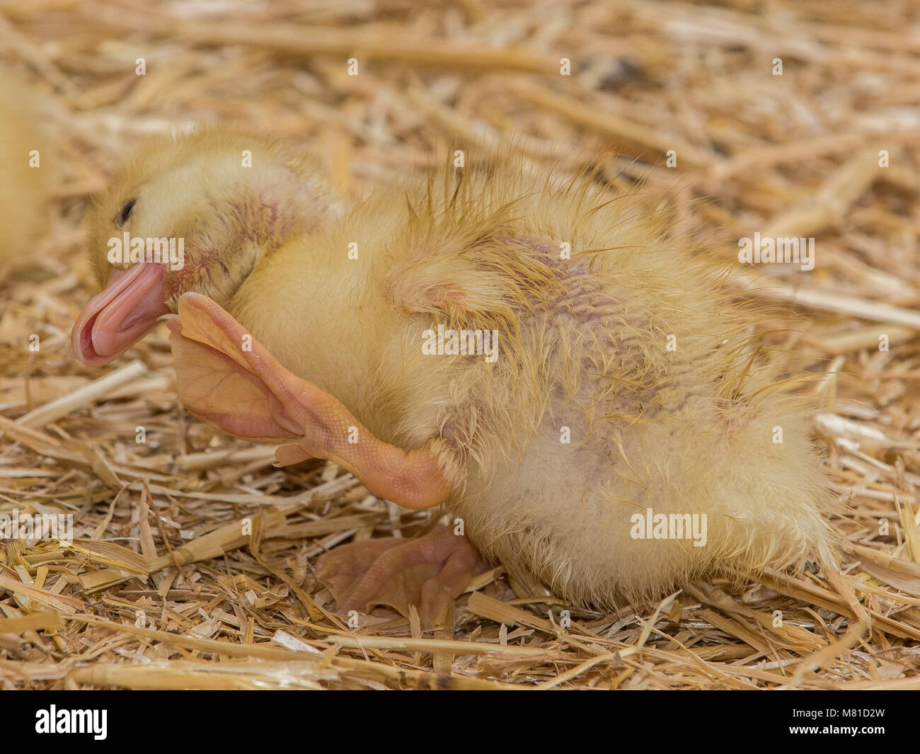 Peking duck chicks 25 Stock Photo