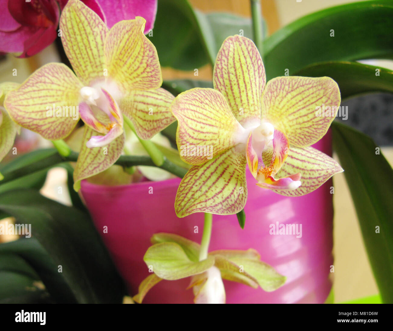 phalaenopsis 2 Stock Photo