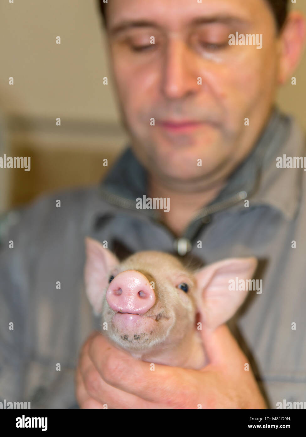 Piglet care 47 Stock Photo Alamy