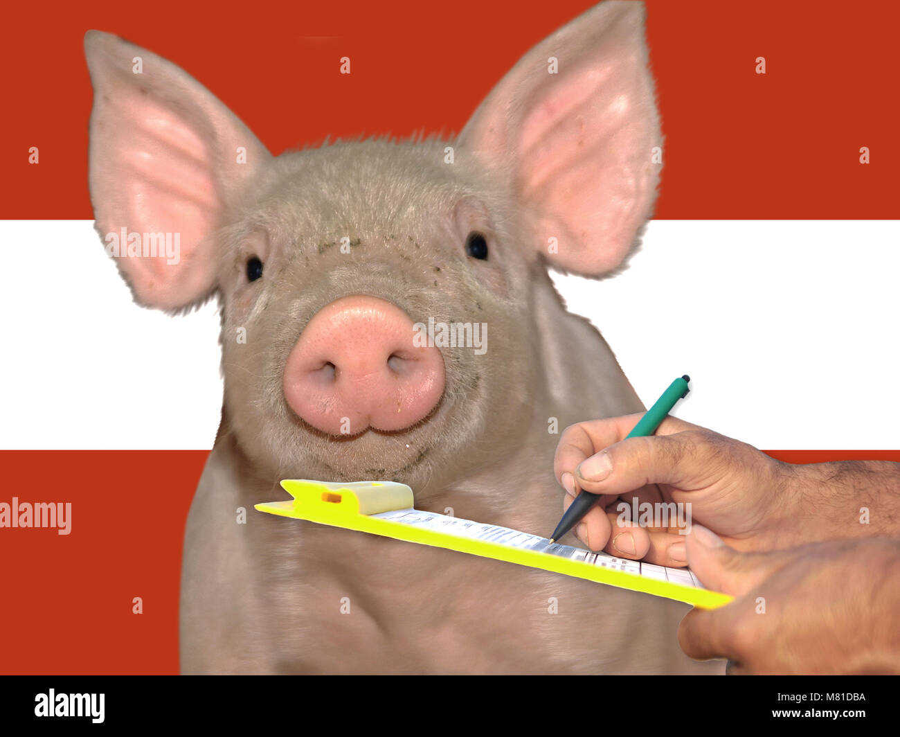 Piglet price 3 Stock Photo Alamy