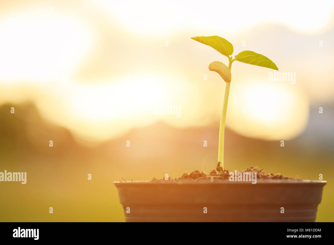 Young bean plant pot hi-res stock photography and images - Alamy