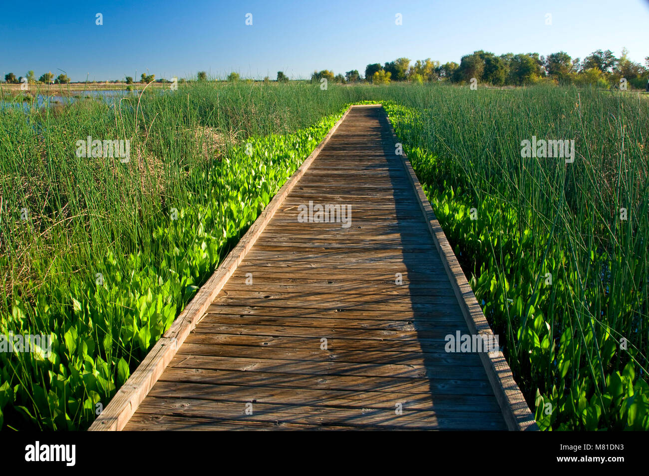 Lost Slough Wetlands Walk boardwalk, Cosumnes River Preserve, California Stock Photo