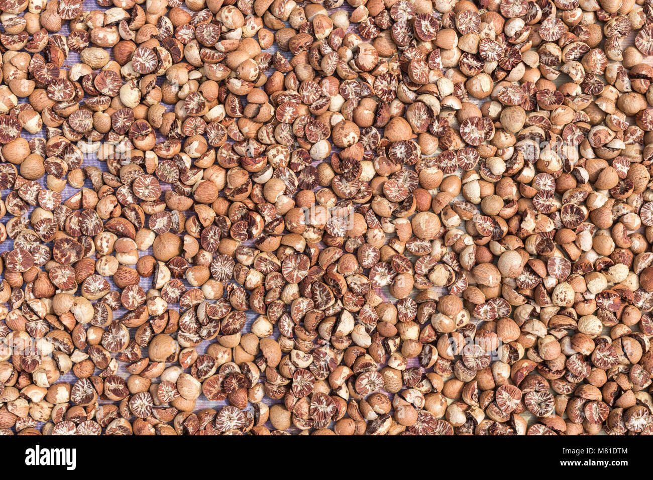 Top view betel nut or areca nut drying on the floor in the sun Stock Photo