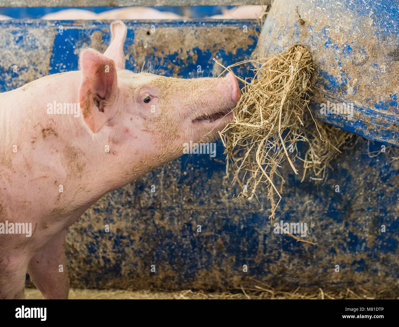 Pigs hay feeding 3 Stock Photo Alamy