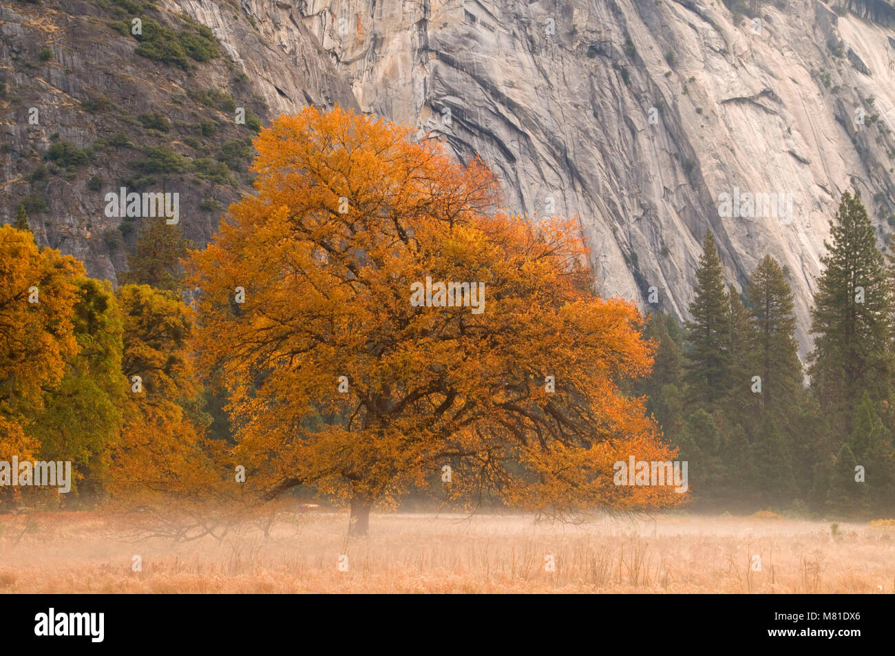 Black oak hi-res stock photography and images - Alamy