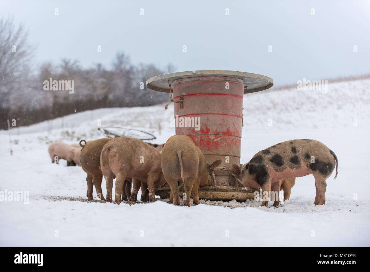 Pigs in the snow 51 Stock Photo - Alamy