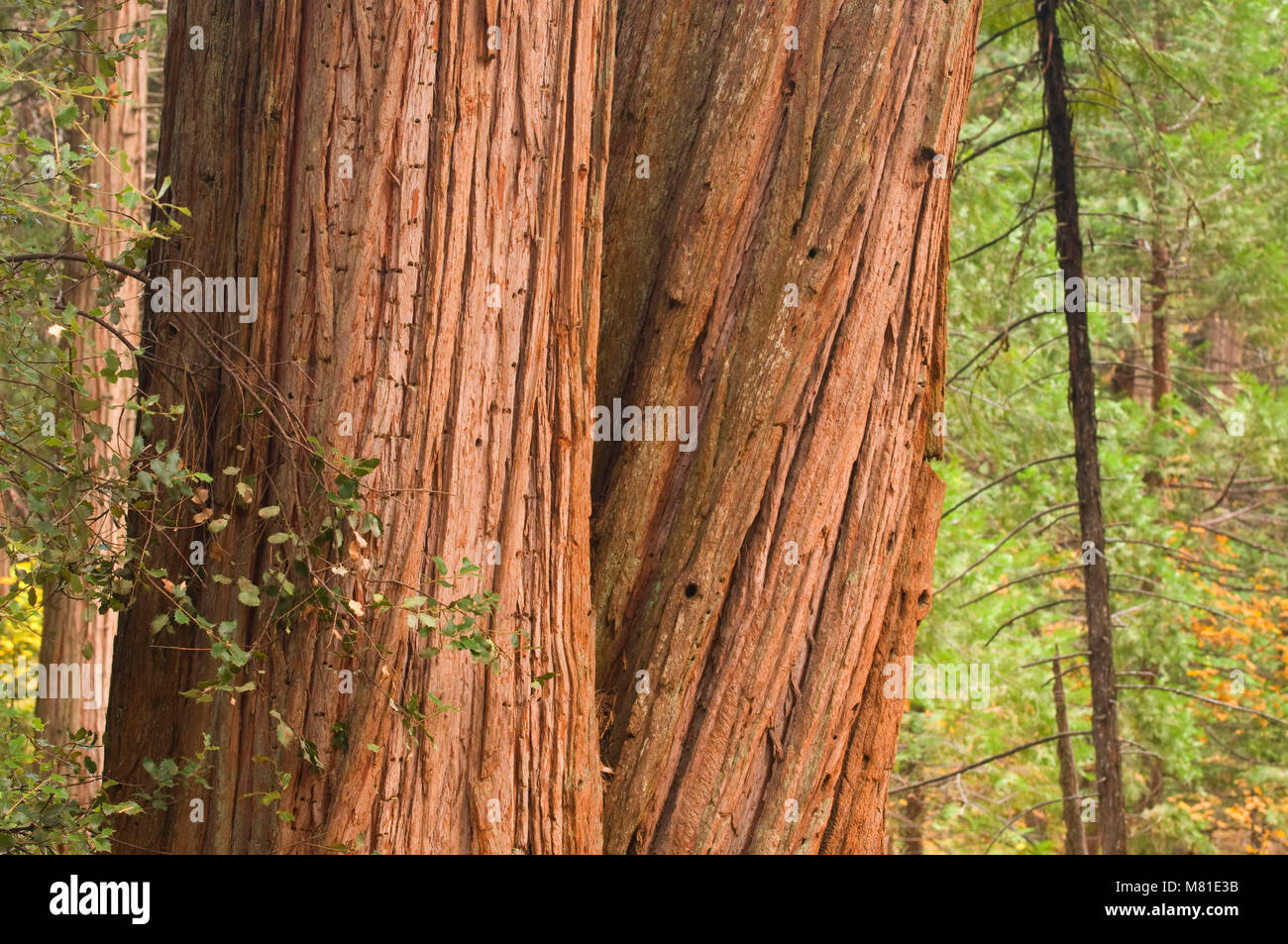 Incense cedar, Yosemite National Park, California Stock Photo Alamy