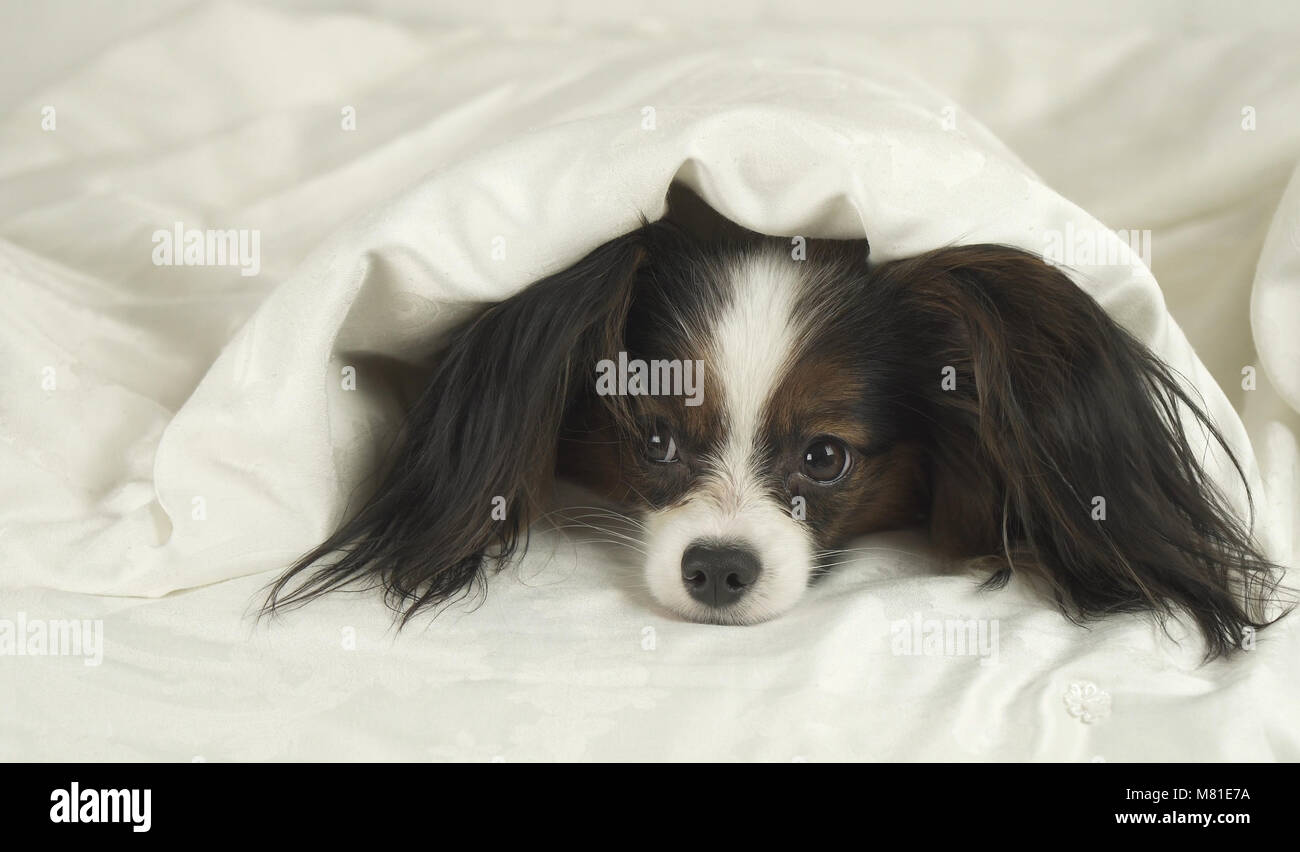 Dog Papillon crawls out from under the blankets and jumps off bed Stock
