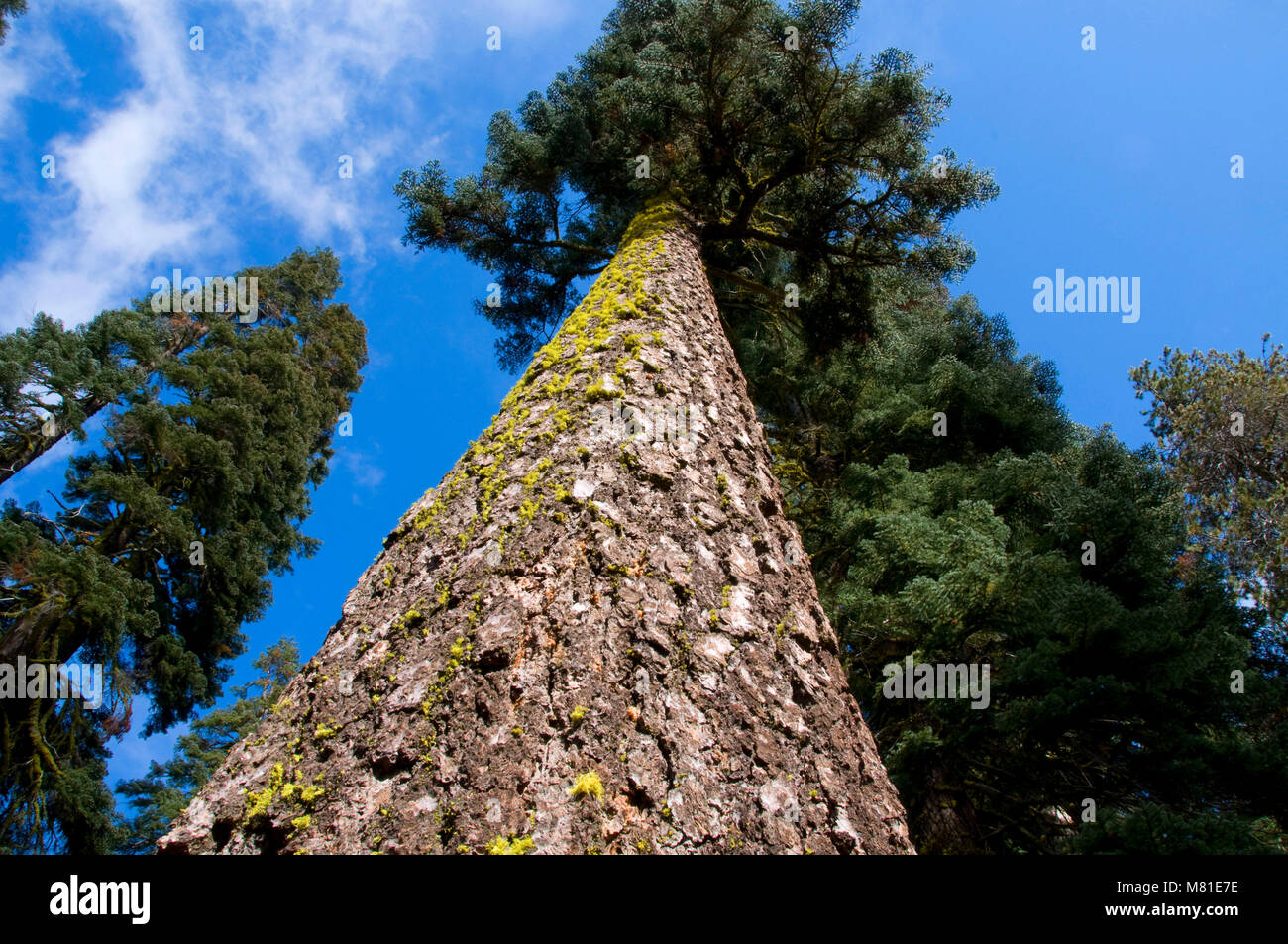 California red fir abies magnifica hires stock photography and images