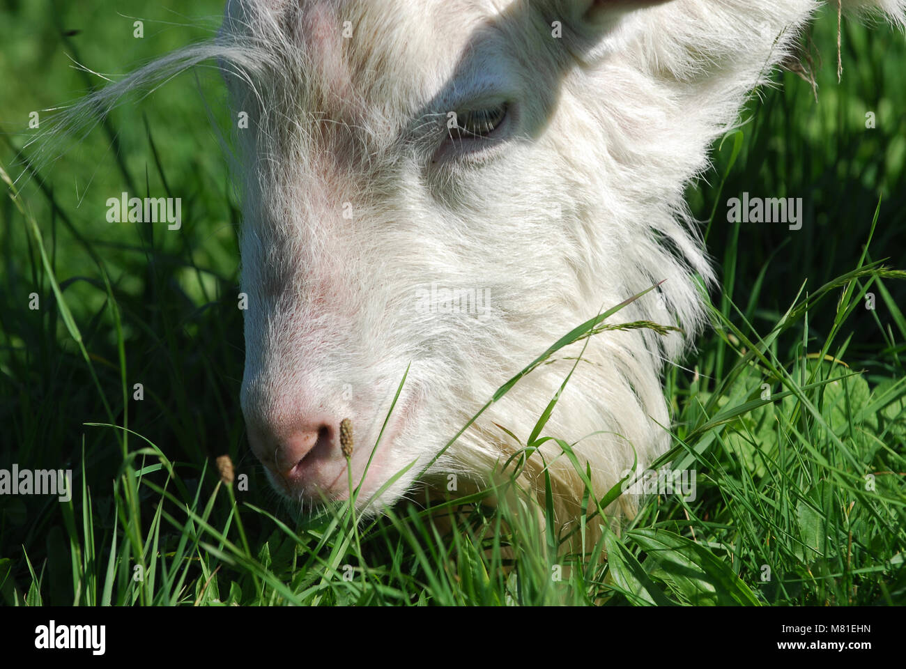 Saanen goats 31 Stock Photo