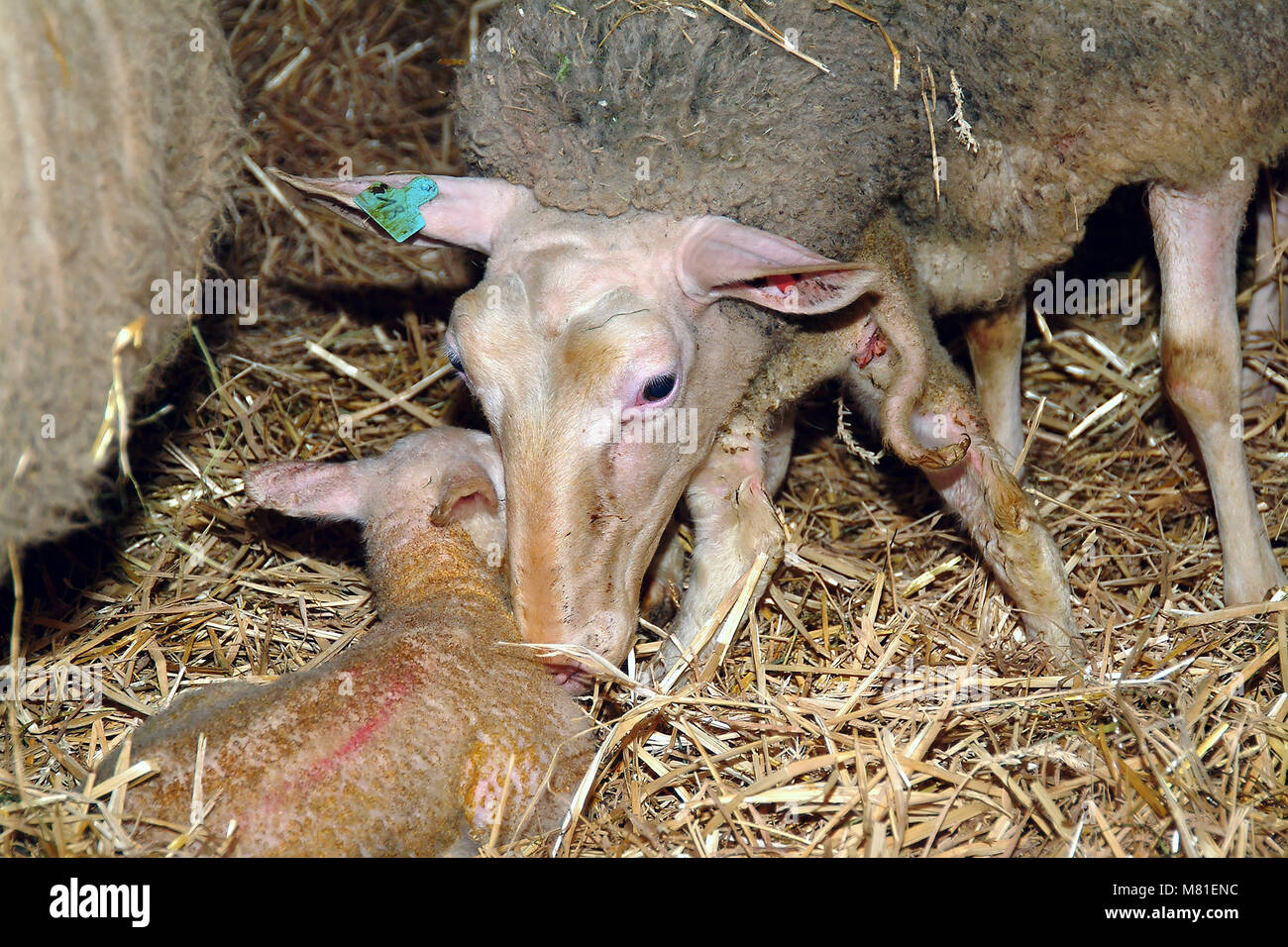 sheep birth 06 Stock Photo Alamy