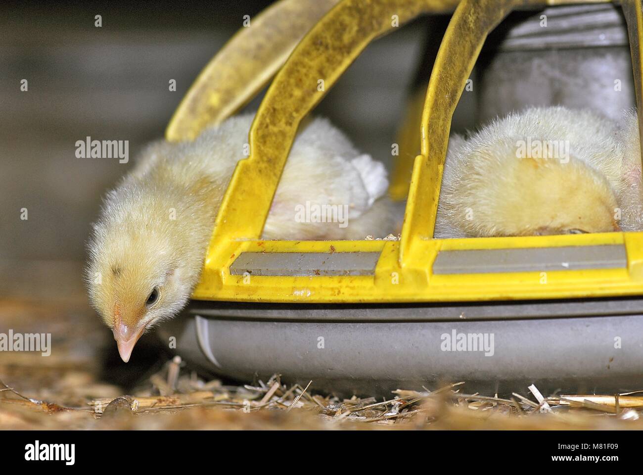 sleeping broiler 3 Stock Photo