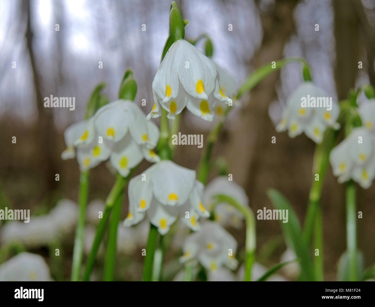 Rare snowdrop hires stock photography and images Alamy