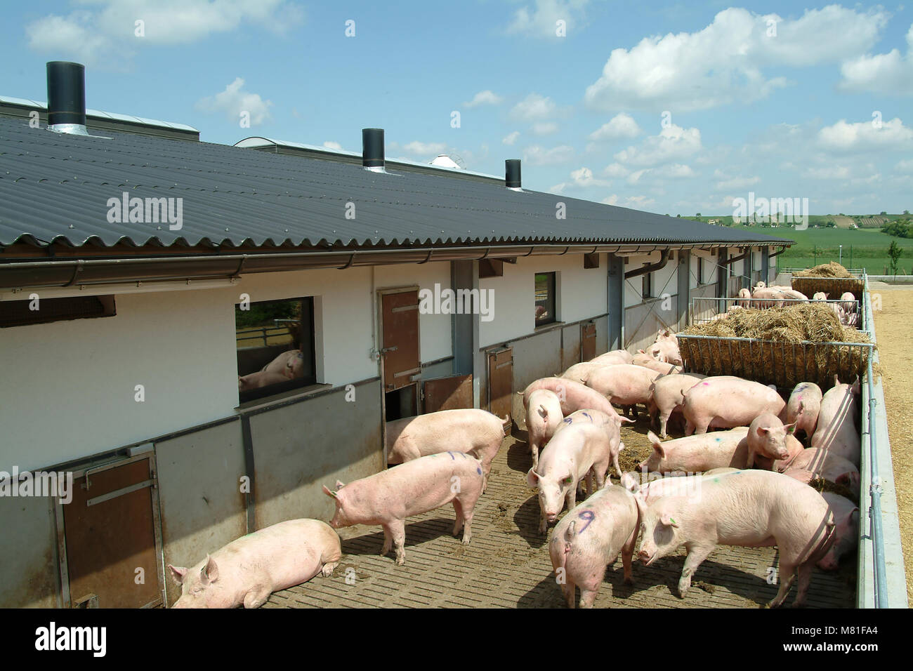 Sows group 1 Stock Photo Alamy