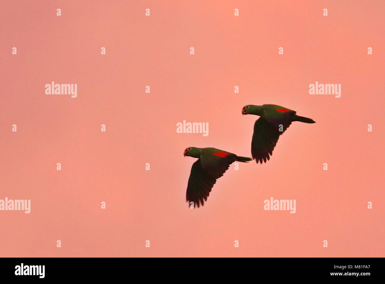 A pair of Red-lored Amazon Parrots (Amazona autumnalis) flying across the evening sky in Drake Bay, Puntarenas Province in Costa Rica. Stock Photo