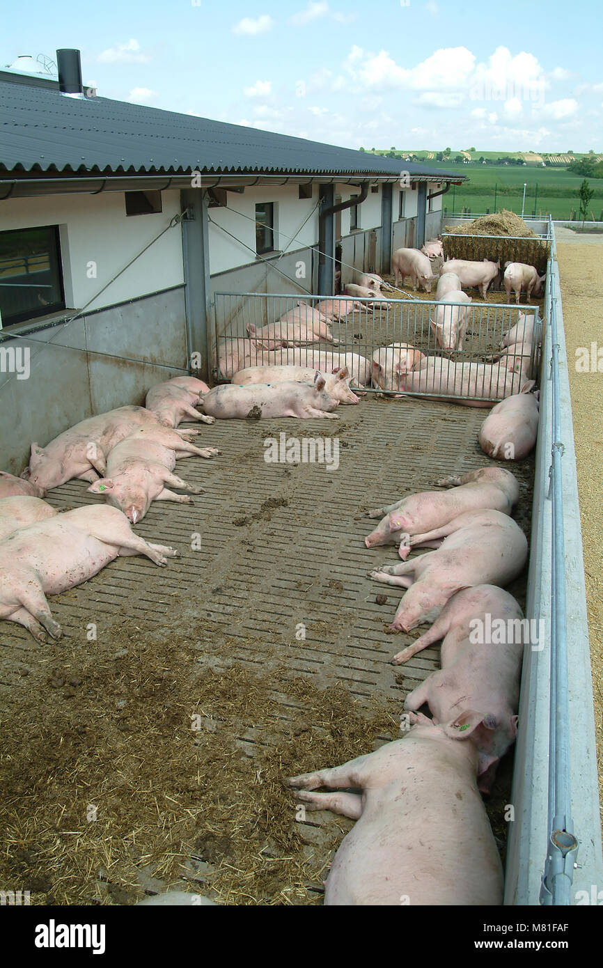 Sows group 2 Stock Photo Alamy