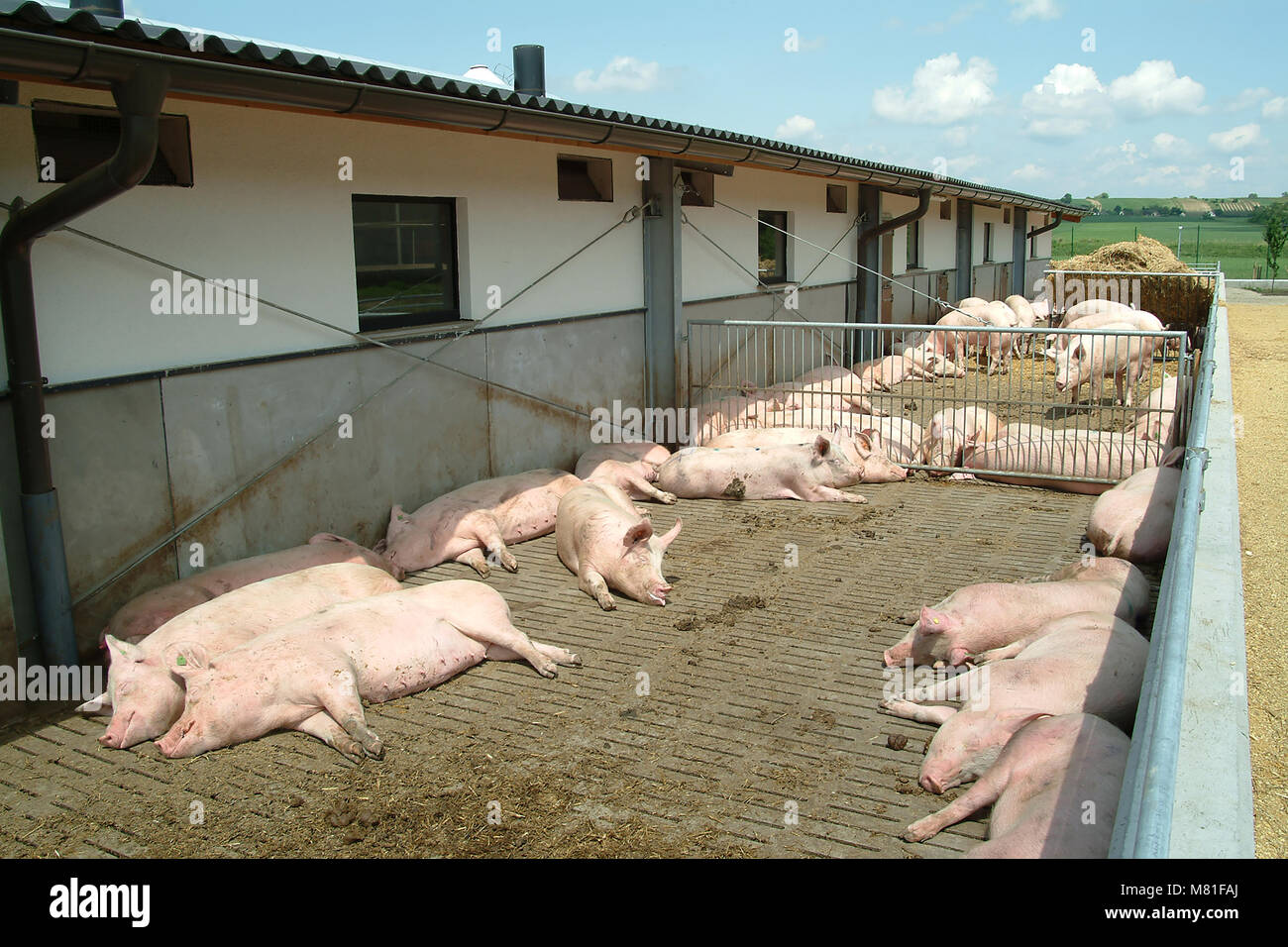 Sows group 3 Stock Photo Alamy