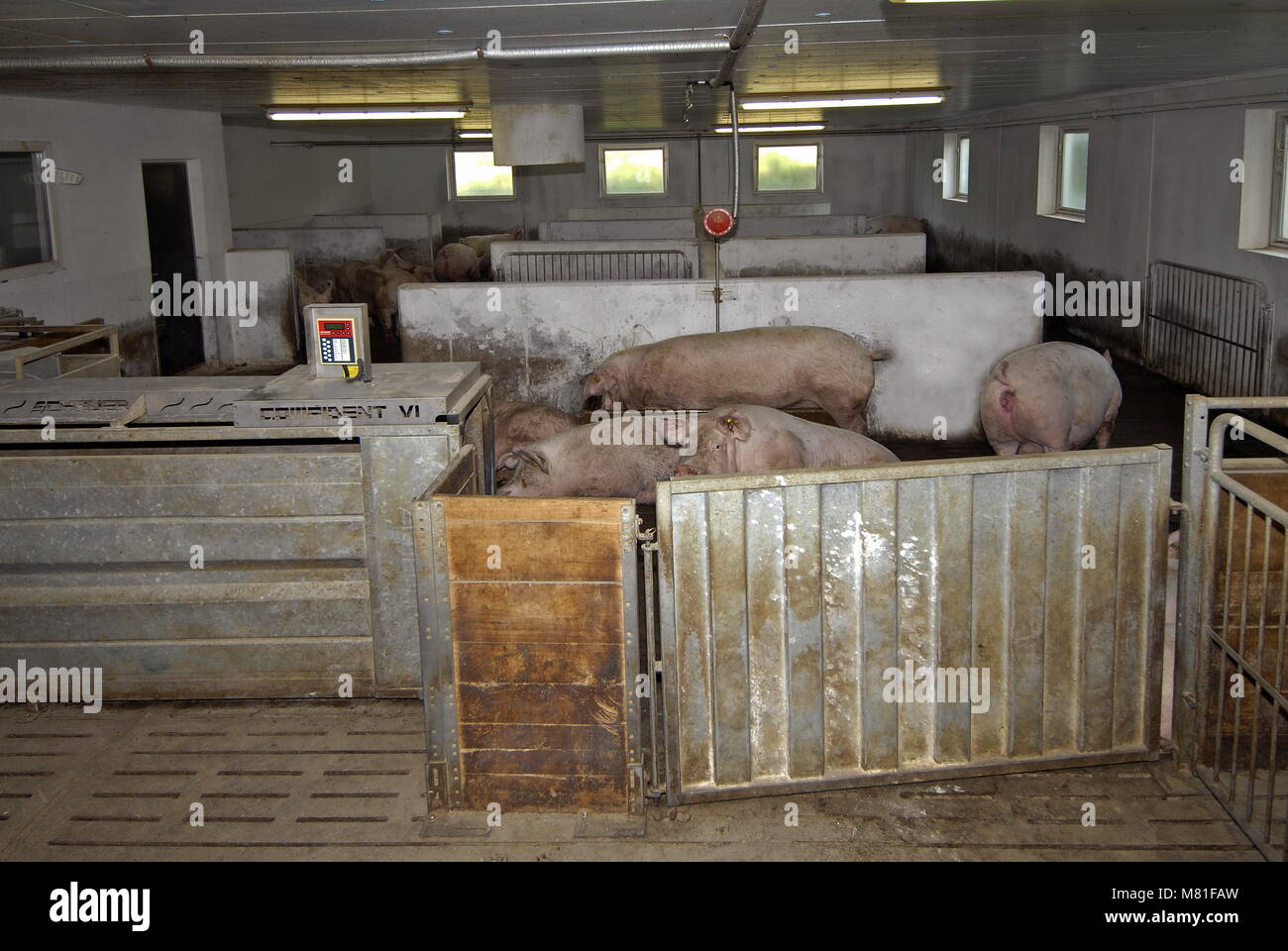 Lme Sows Sows group 33 Stock Photo - Alamy