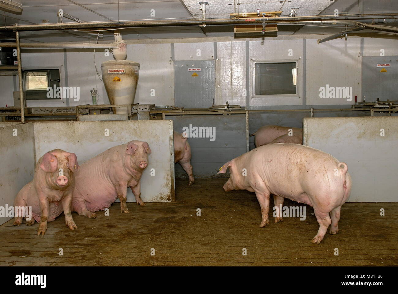 Lme Sows Sows group 44 Stock Photo - Alamy