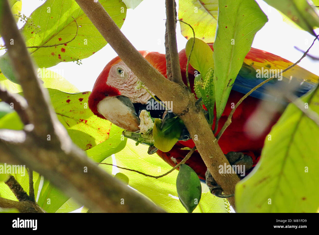 Wild Scarlet Macaw (Ara macao) eating almonds in a tree in Sierpe in Southern Costa Rica. Stock Photo