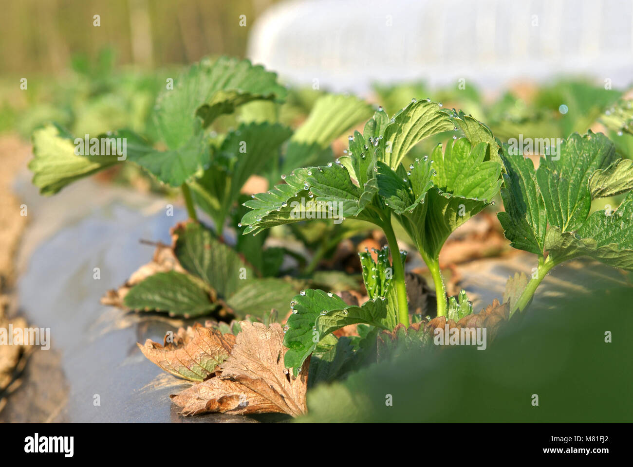 Strawberry plastic tunnel 7 Stock Photo