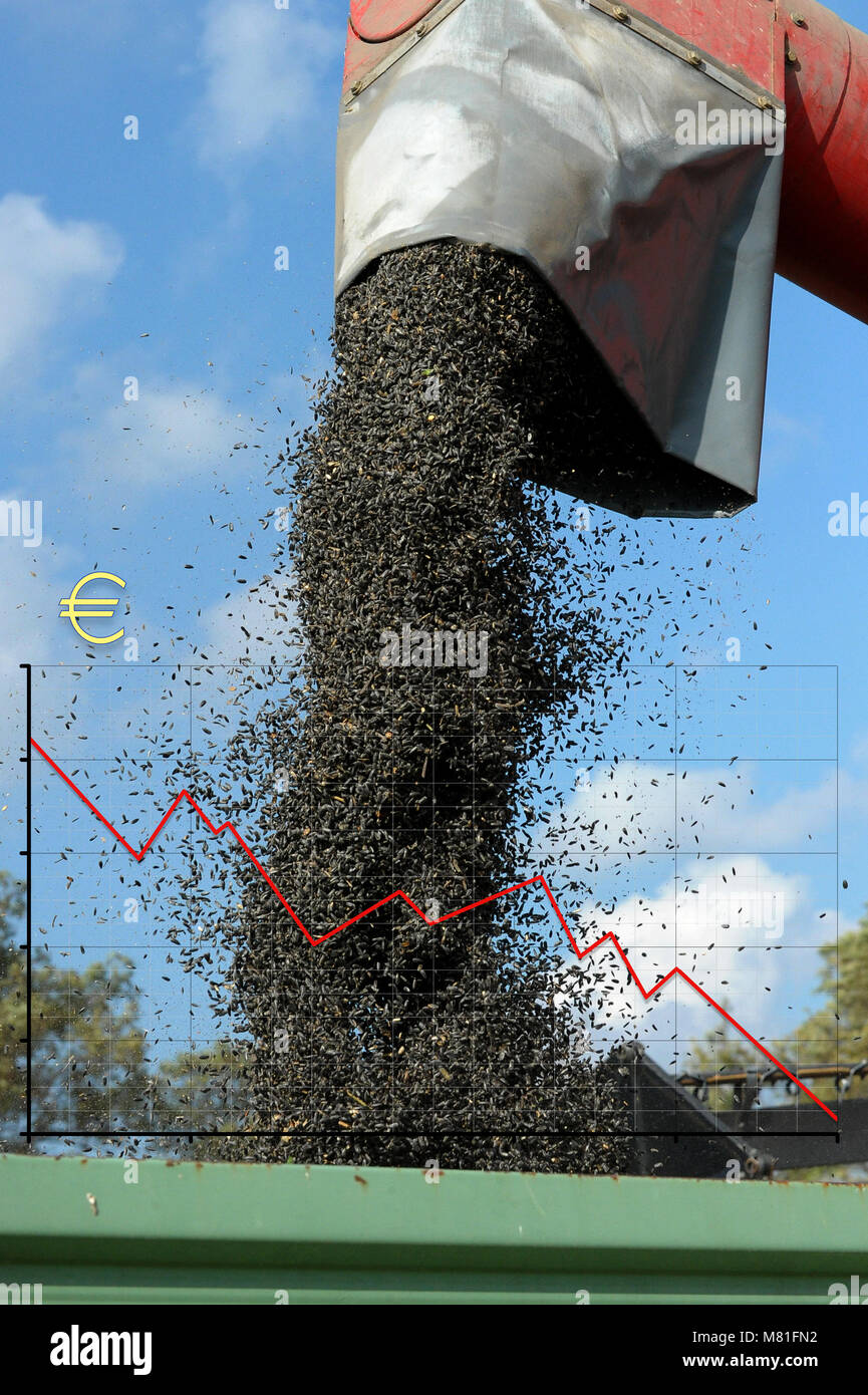 Sunflower price 1 Stock Photo Alamy