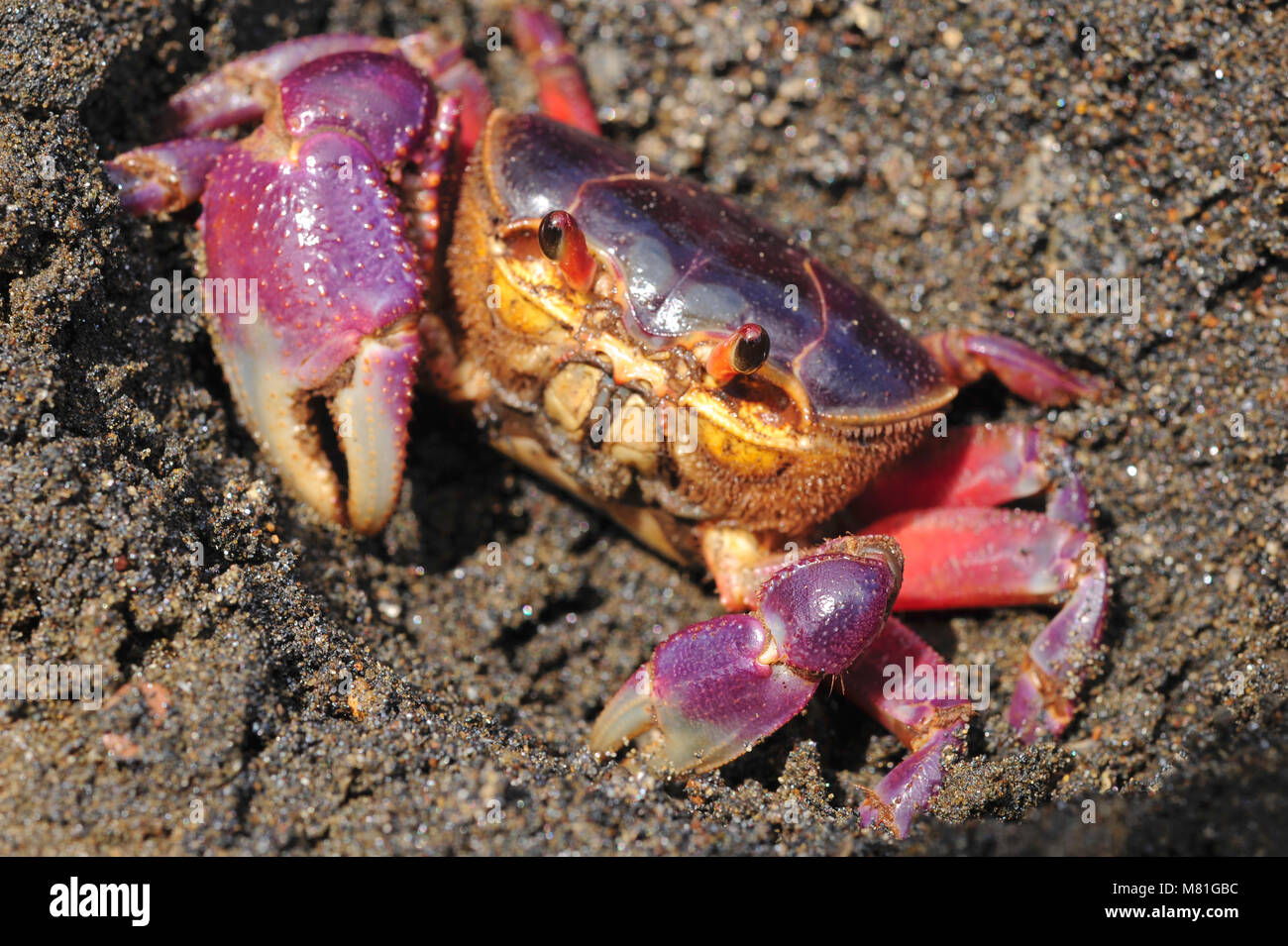The colorful land crab Gecarcinus quadratus, also known as the halloween crab, makes its way along Paloma Beach in Costa Rica. Stock Photo