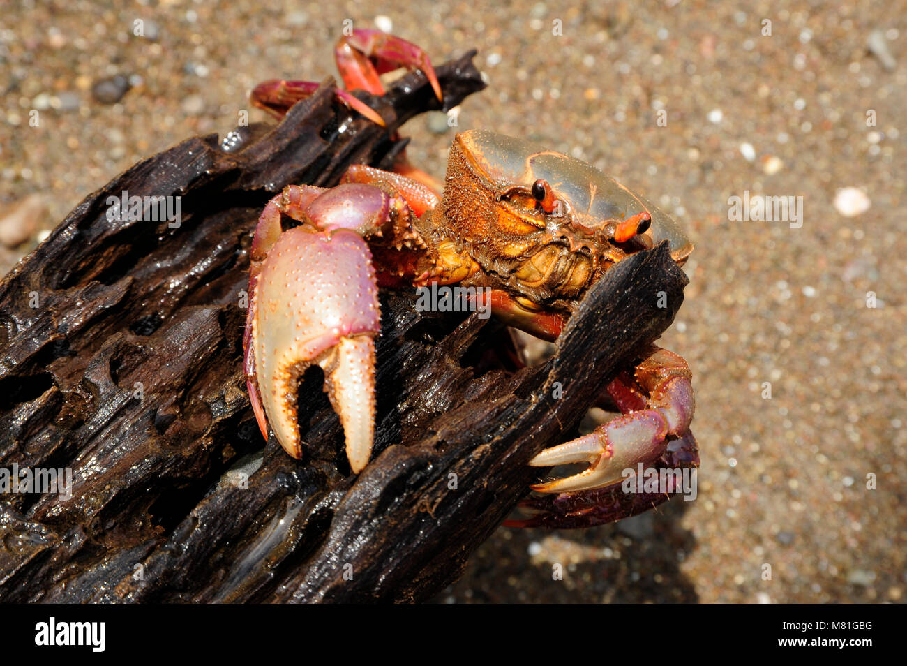 The colorful land crab Gecarcinus quadratus, also known as the halloween crab, makes its way along Paloma Beach in Costa Rica. Stock Photo
