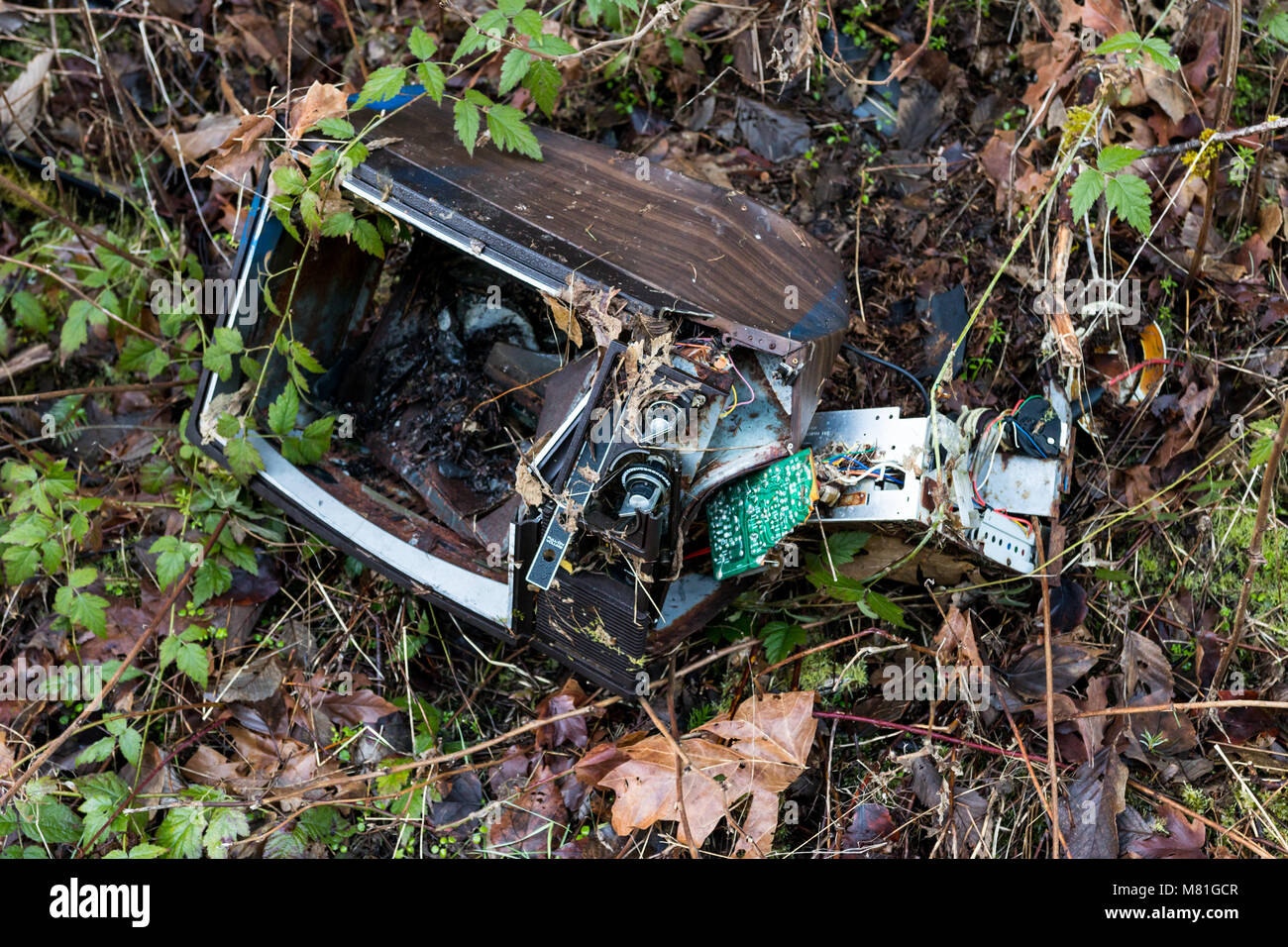 Dismantled smashed television set with plants and weeds growing in to the broken tube Stock Photo