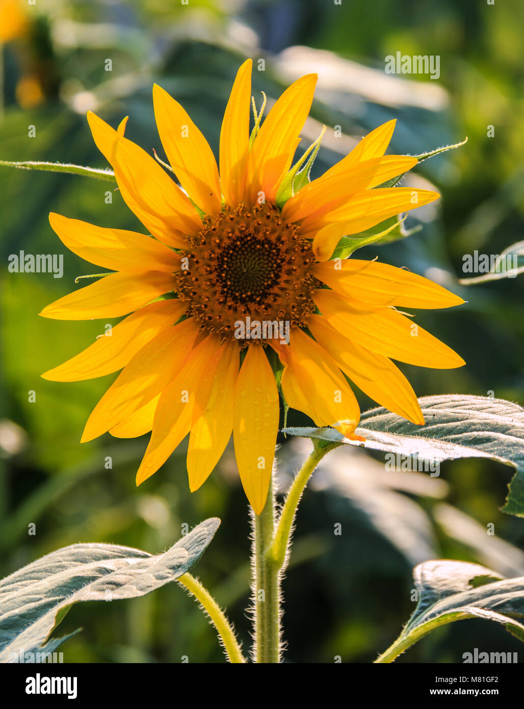 Beautiful sunflower growing in the field Stock Photo - Alamy
