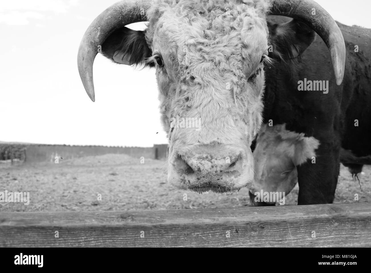 Bull on a farm Stock Photo