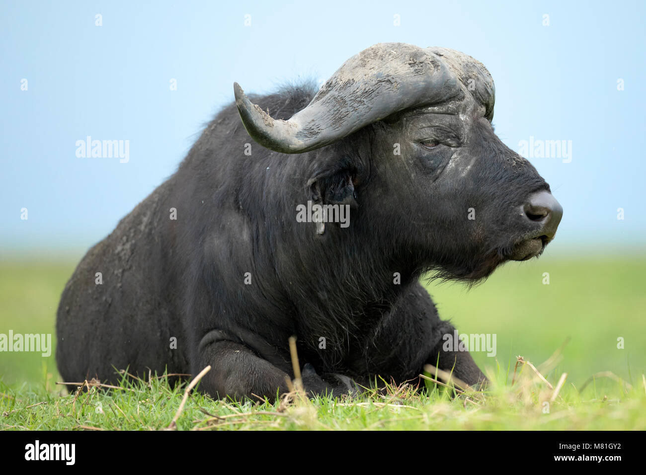 A buffalo rests in the Chobe National Park, Botswana. Stock Photo