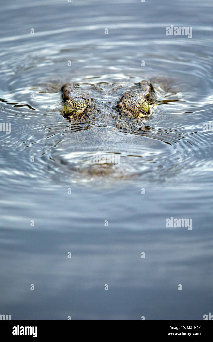 Crocodile in the water of the Chobe River. Stock Photo