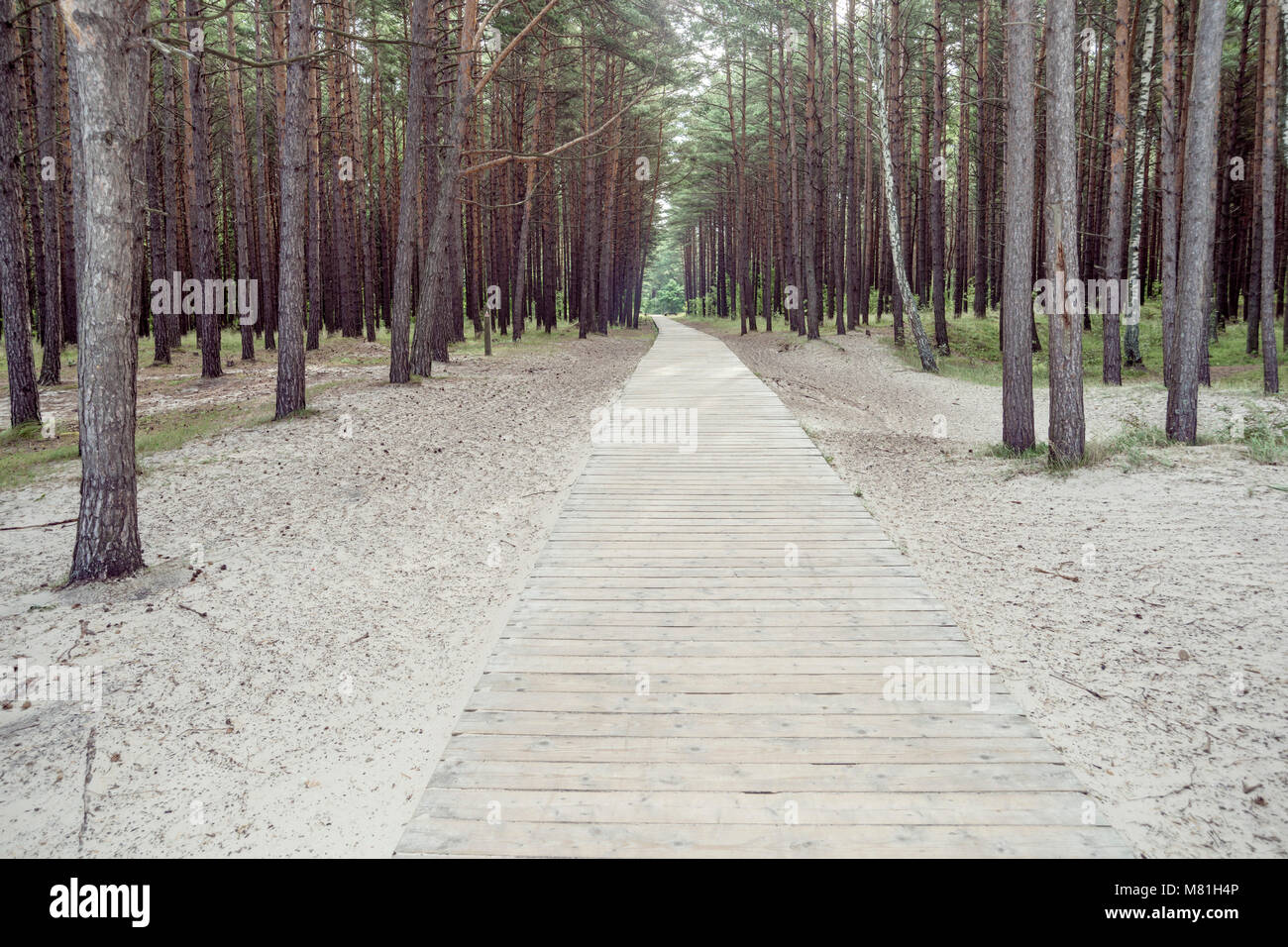 wide ecological wooden pathway in summer forest Stock Photo