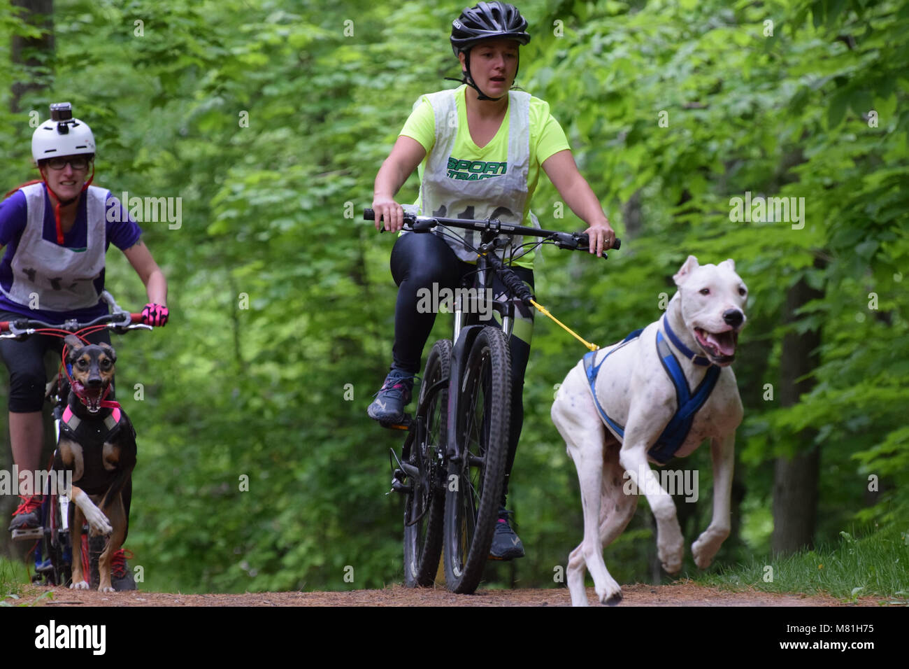 Bikejoring hires stock photography and images Alamy